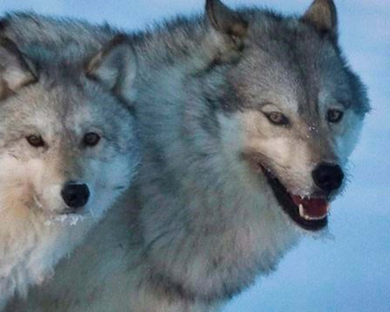 Wolf Attack 桌布 壁紙 — 兩隻毛皮上結霜的灰狼在雪藍色背景下專注地凝視。