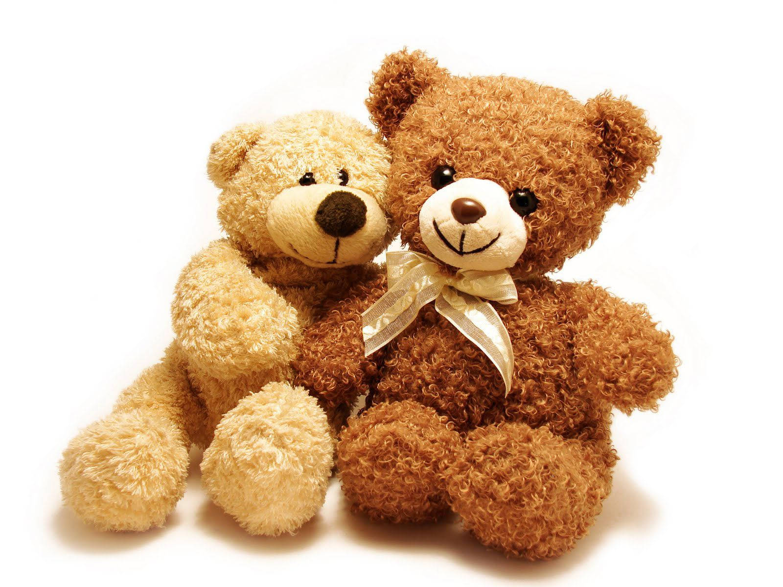 Cute Bear 桌布 壁紙 — 兩隻毛絨絨的泰迪熊，一隻淺米色和一隻深棕色帶金色蝴蝶結，緊貼著坐在純白色背景前。