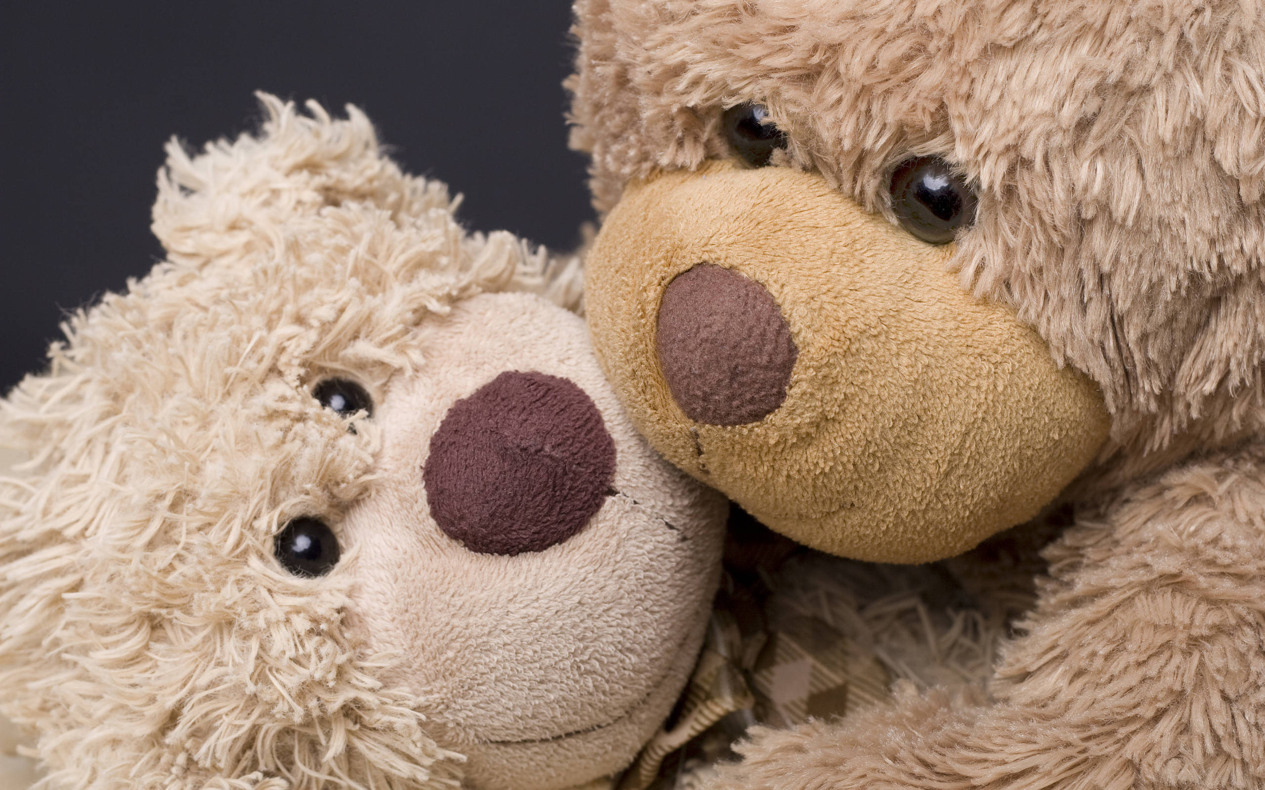 Cute Teddy Bear 桌布 壁紙 — 兩隻毛絨絨的泰迪熊在深色背景上緊緊依偎，一隻淺米色，一隻淺棕色。