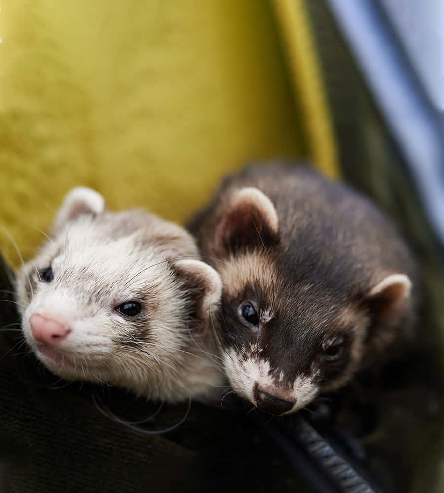 Ferret 桌布 壁紙 — 兩隻毛色對比的可愛雪貂從舒適的黃色布料背景中好奇地探出頭來。