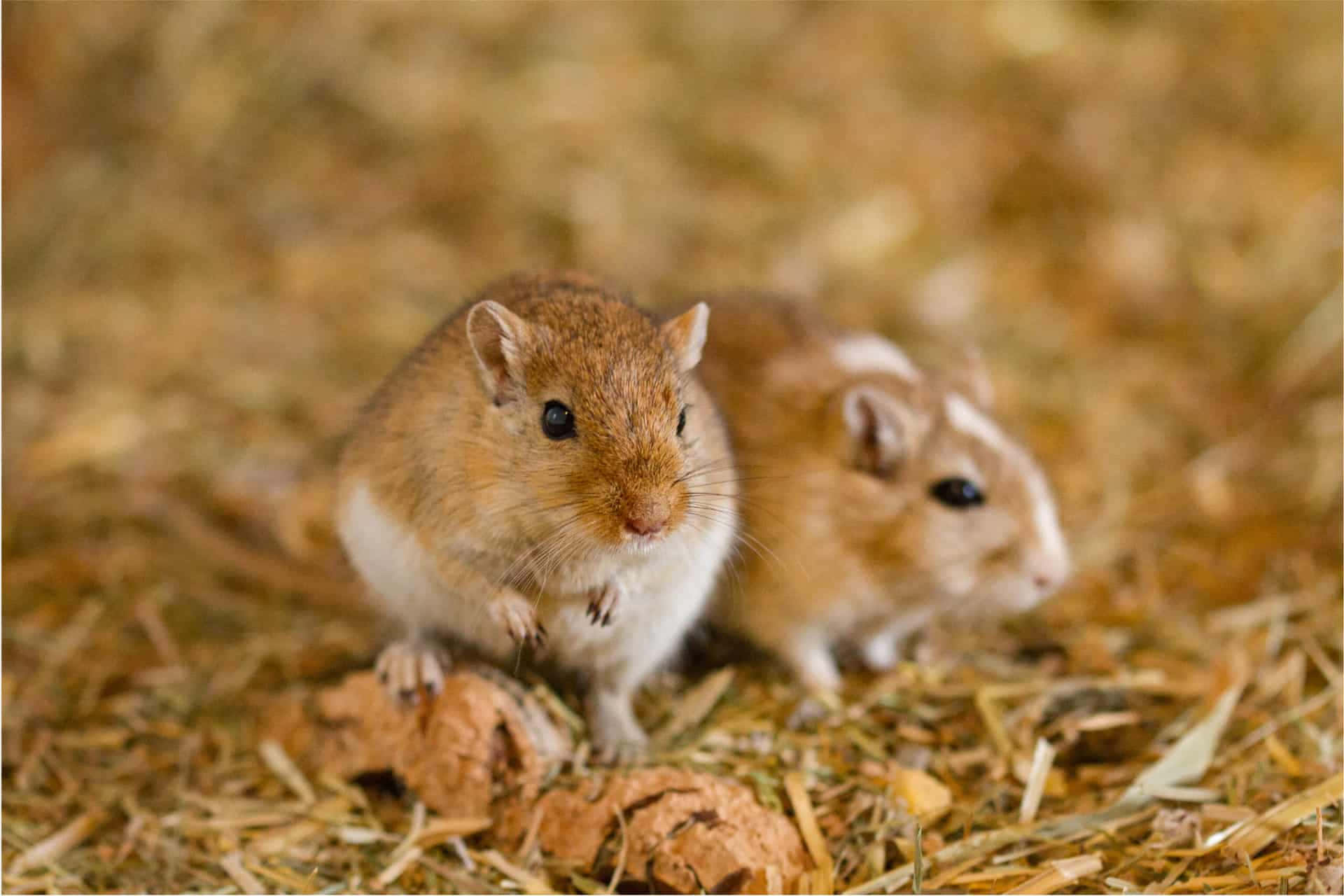 Gerbil 桌布 壁紙 — 兩隻毛色棕白相間的小沙鼠在柔焦的自然環境中警覺地站在乾草上。