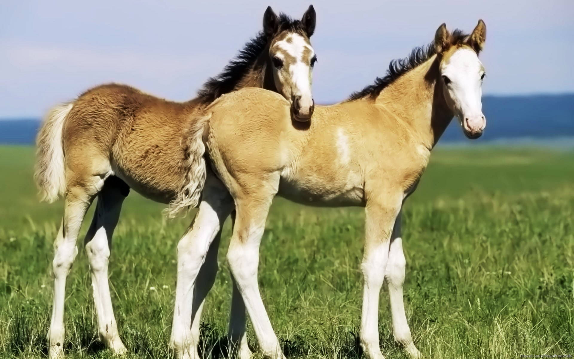 animals 桌布 壁紙 — 兩隻毛色棕白相間的小馬駒在晴朗的藍天下，緊靠在一起站在陽光明媚的綠色草地上。