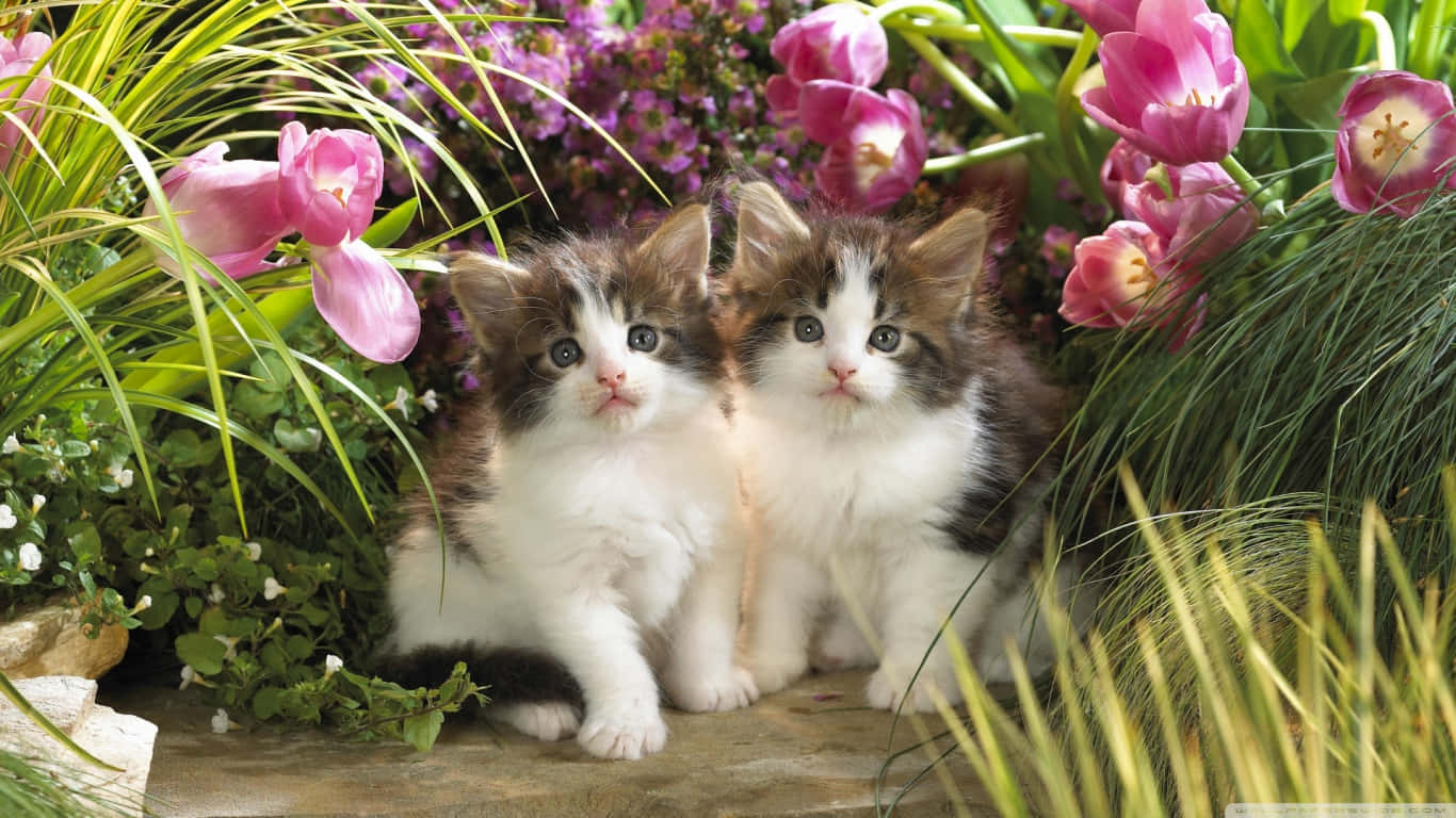 Cute Cat 桌布 壁紙 — 兩隻毛茸茸、大眼睛的小貓並排坐在石頭上，周圍是鮮豔的粉紅色鬱金香和茂密的綠草。