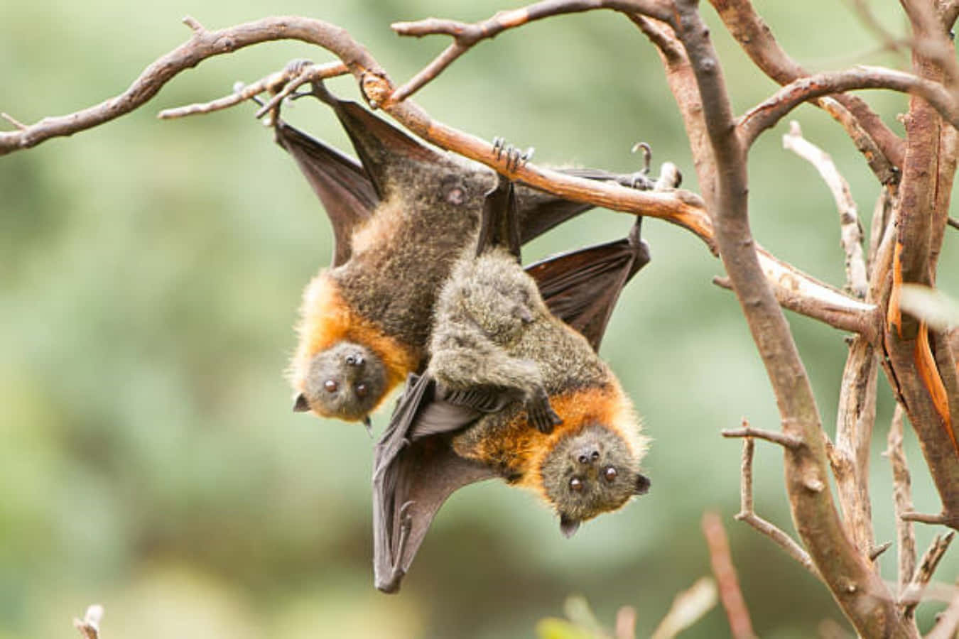 Bats 桌布 壁紙 — 兩隻毛茸茸、胸前橙色的蝙蝠倒掛在柔軟綠色森林中纏繞的樹枝上。