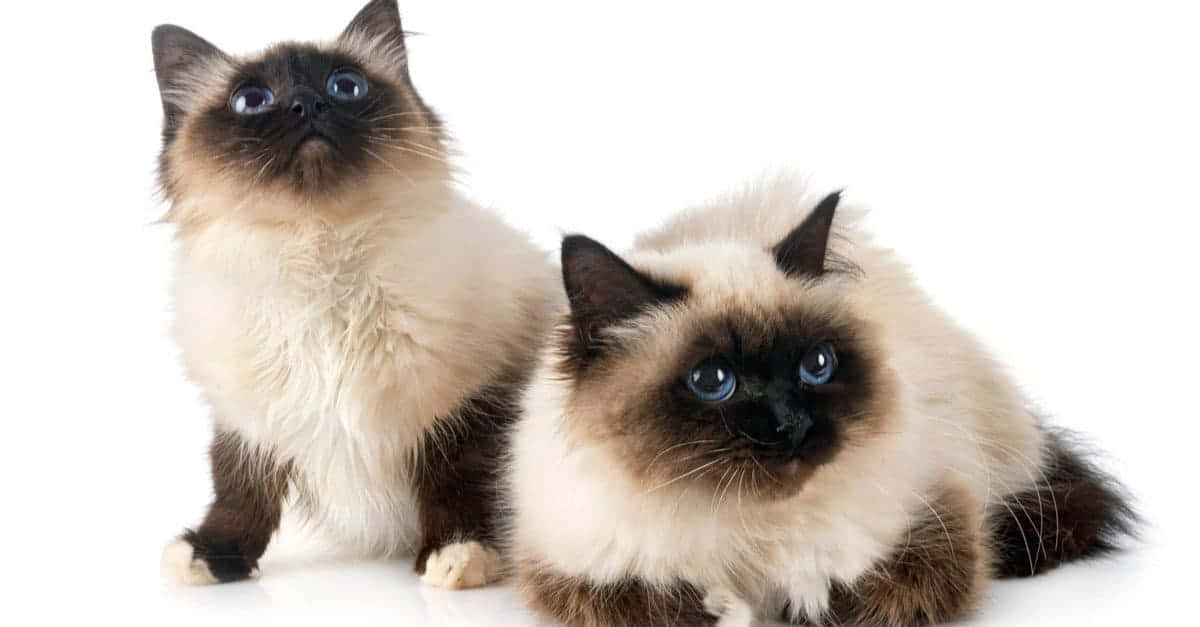 Birman 桌布 壁紙 — 兩隻毛茸茸的伯曼貓，擁有搶眼的藍色眼睛，在純白色背景上向上凝視。