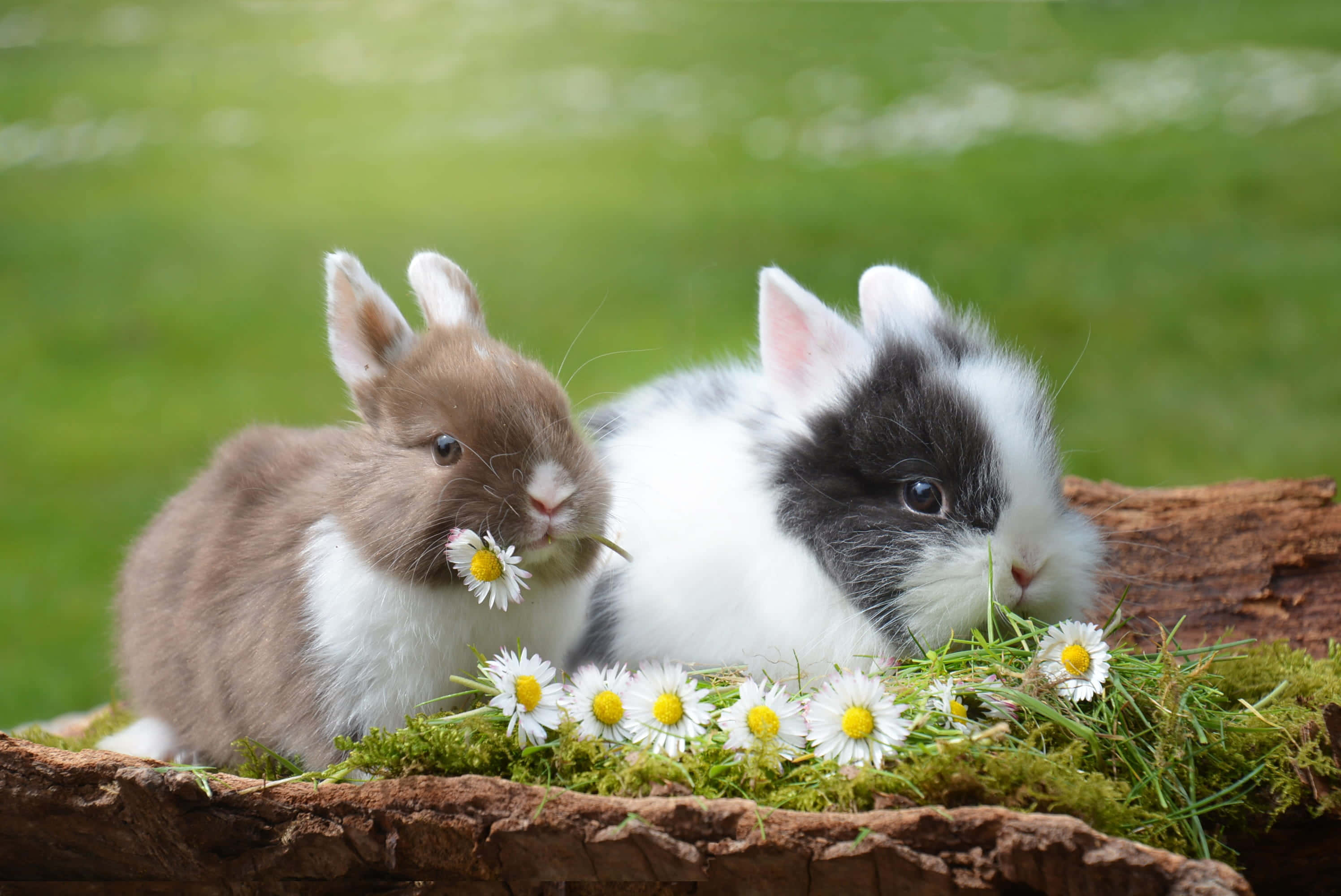 Aesthetic Animals 桌布 壁紙 — 兩隻毛茸茸的兔子，一隻棕色，一隻黑白相間，坐在長滿苔蘚的木頭上，在陽光明媚的草地上咀嚼雛菊。