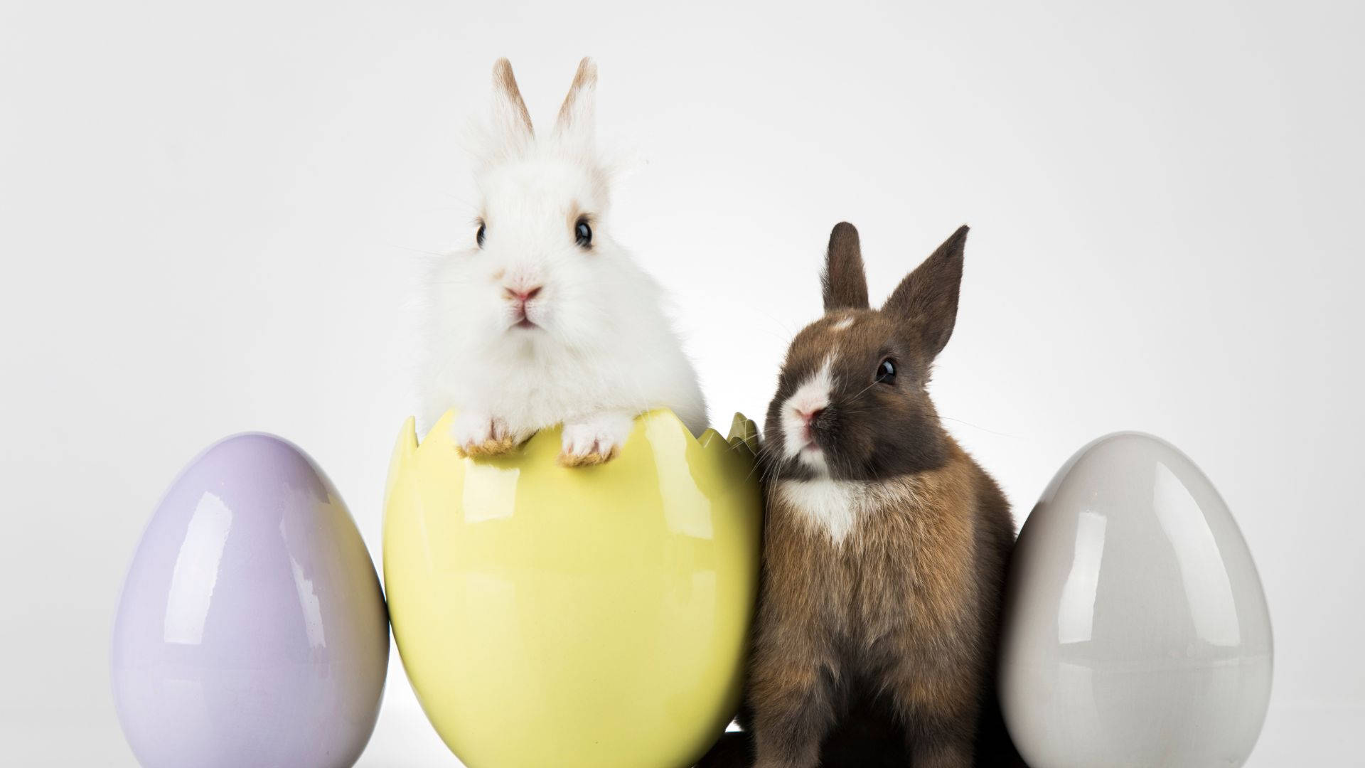 Easter Bunny 桌布 壁紙 — 兩隻毛茸茸的兔子，一隻白色從黃色蛋中出現，另一隻棕色在白色背景上的粉彩蛋旁邊。