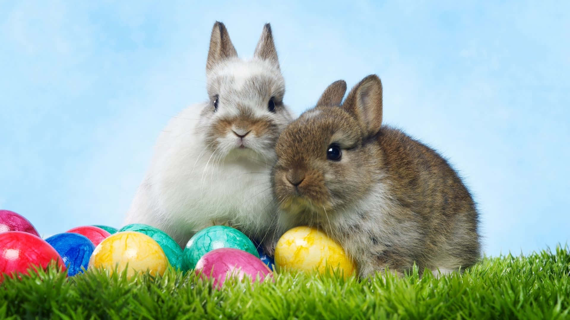 Easter Bunny 桌布 壁紙 — 兩隻毛茸茸的兔子一起坐在鮮綠色的草地上，周圍是色彩繽紛的復活節彩蛋，背景是柔和的藍天。