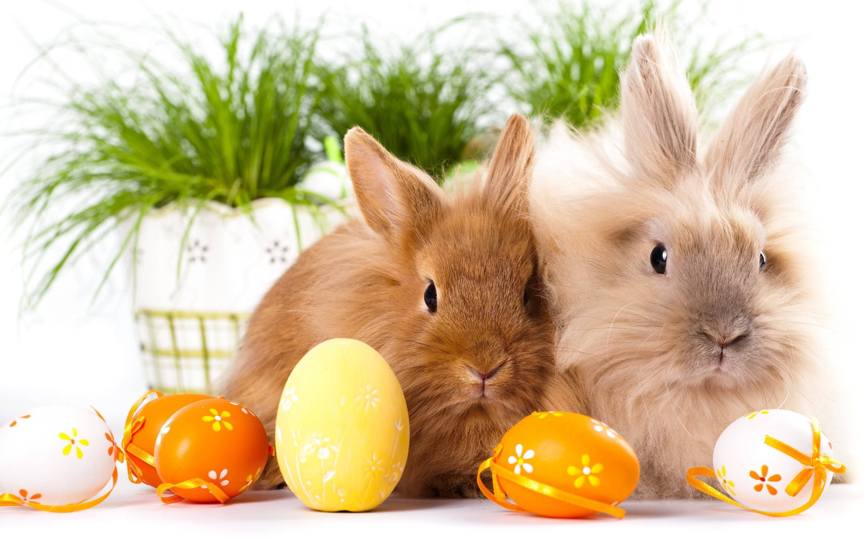 Cute Bunny 桌布 壁紙 — 兩隻毛茸茸的兔子依偎在色彩繽紛的復活節彩蛋旁邊，背景有綠草。