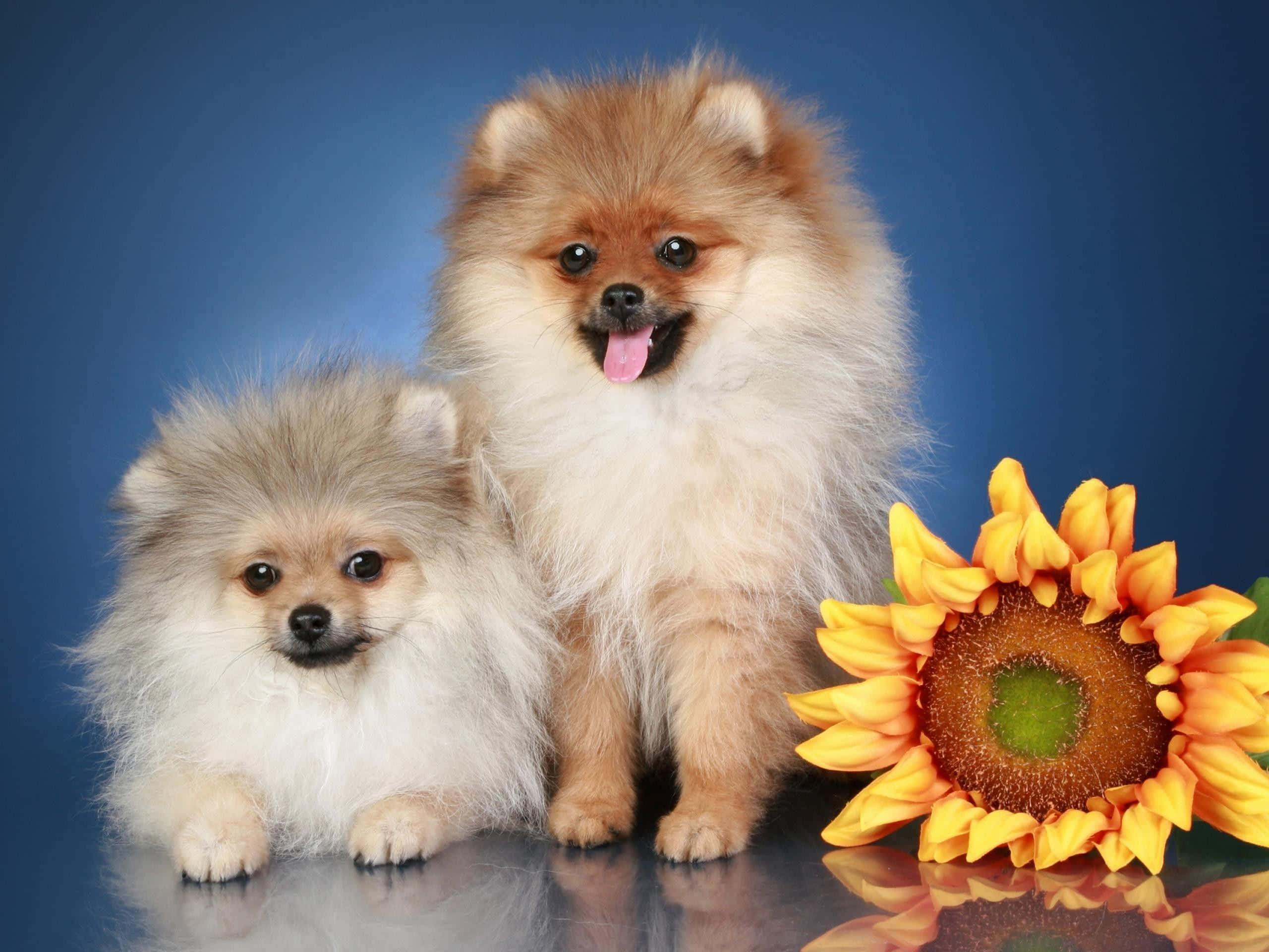 Pomeranian 桌布 壁紙 — 兩隻毛茸茸的博美犬在鮮豔的向日葵旁邊，以純藍色攝影棚背景擺姿勢。