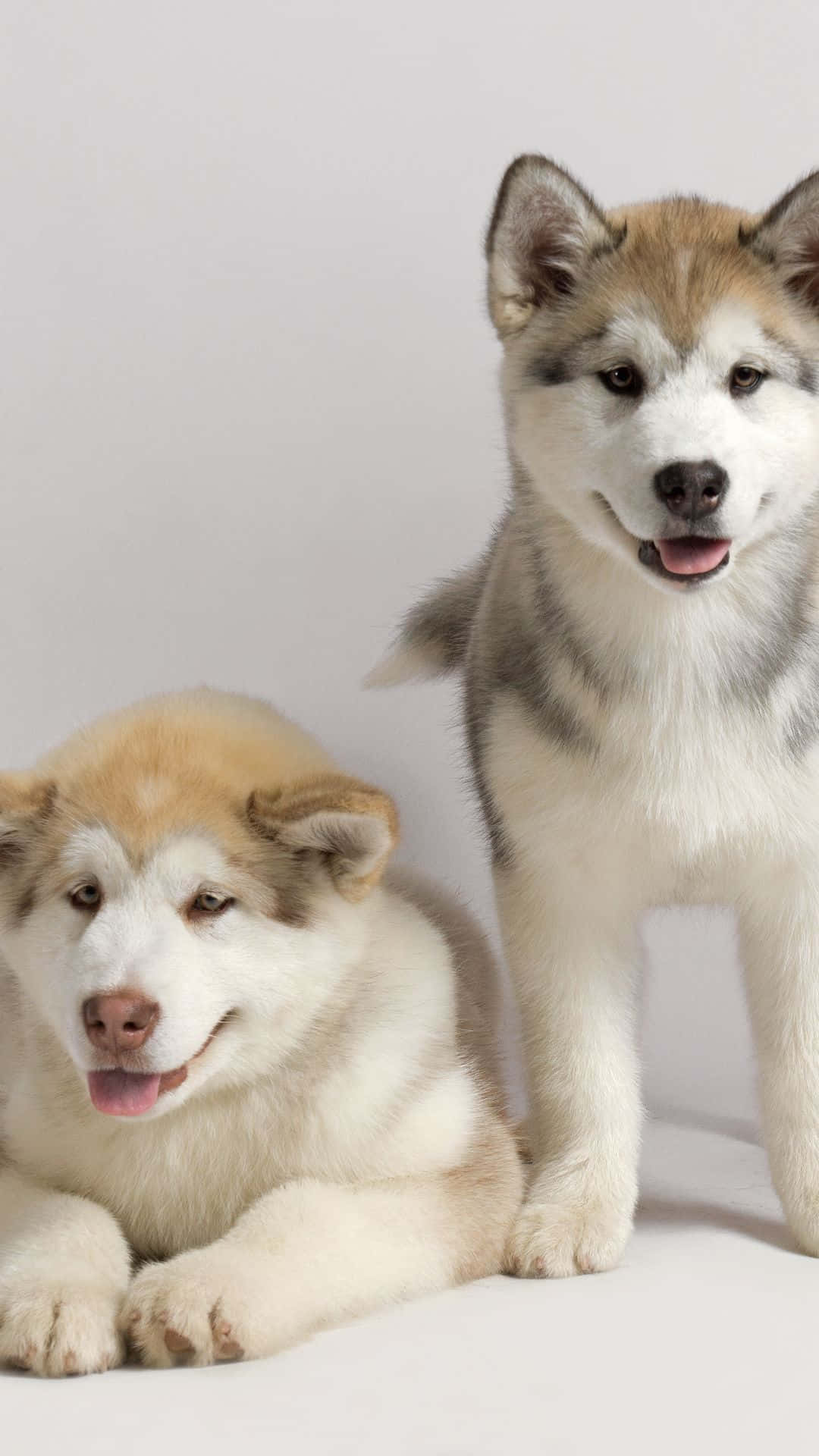 Dogs 桌布 壁紙 — 兩隻毛茸茸的哈士奇幼犬，一隻坐著一隻站著，背景為純白色，眼睛明亮，嘴巴張開
