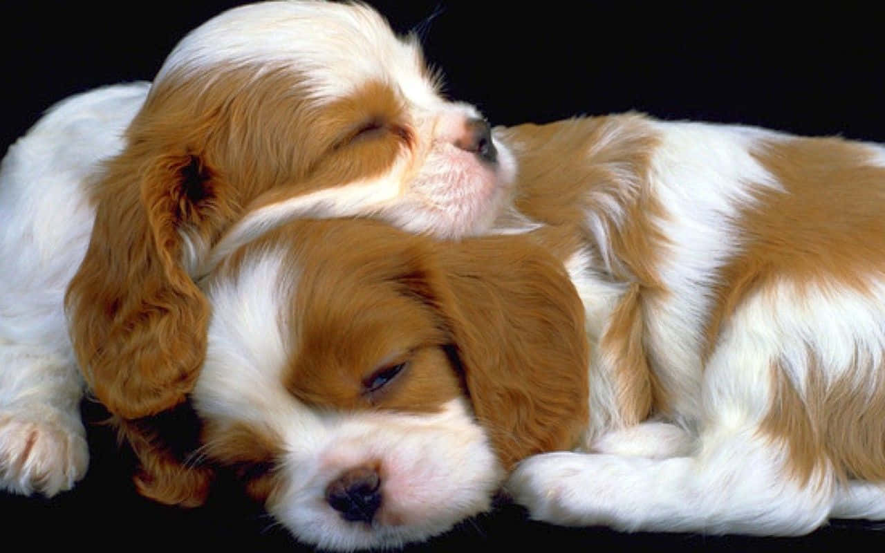 Cute Puppies 桌布 壁紙 — 兩隻毛茸茸的啡白色騎士查理斯王小獵犬寶寶在黑色背景上安詳地蜷縮在一起睡覺。