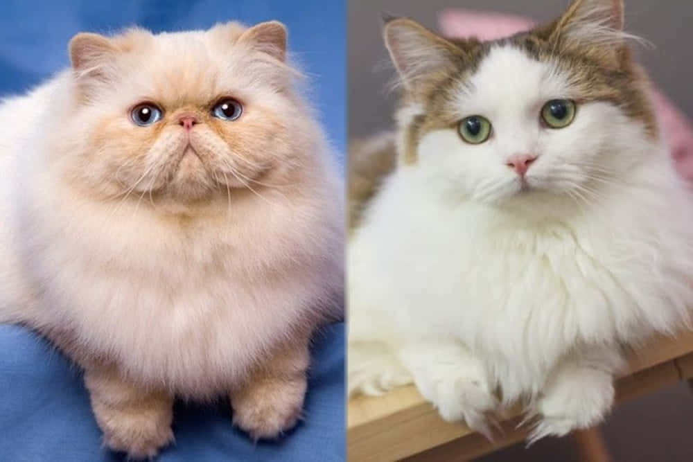 Napoleon Cat 桌布 壁紙 — 兩隻毛茸茸的大眼貓咪，一隻在藍色背景上的奶油色波斯貓，另一隻在木質表面上的白色虎斑貓。