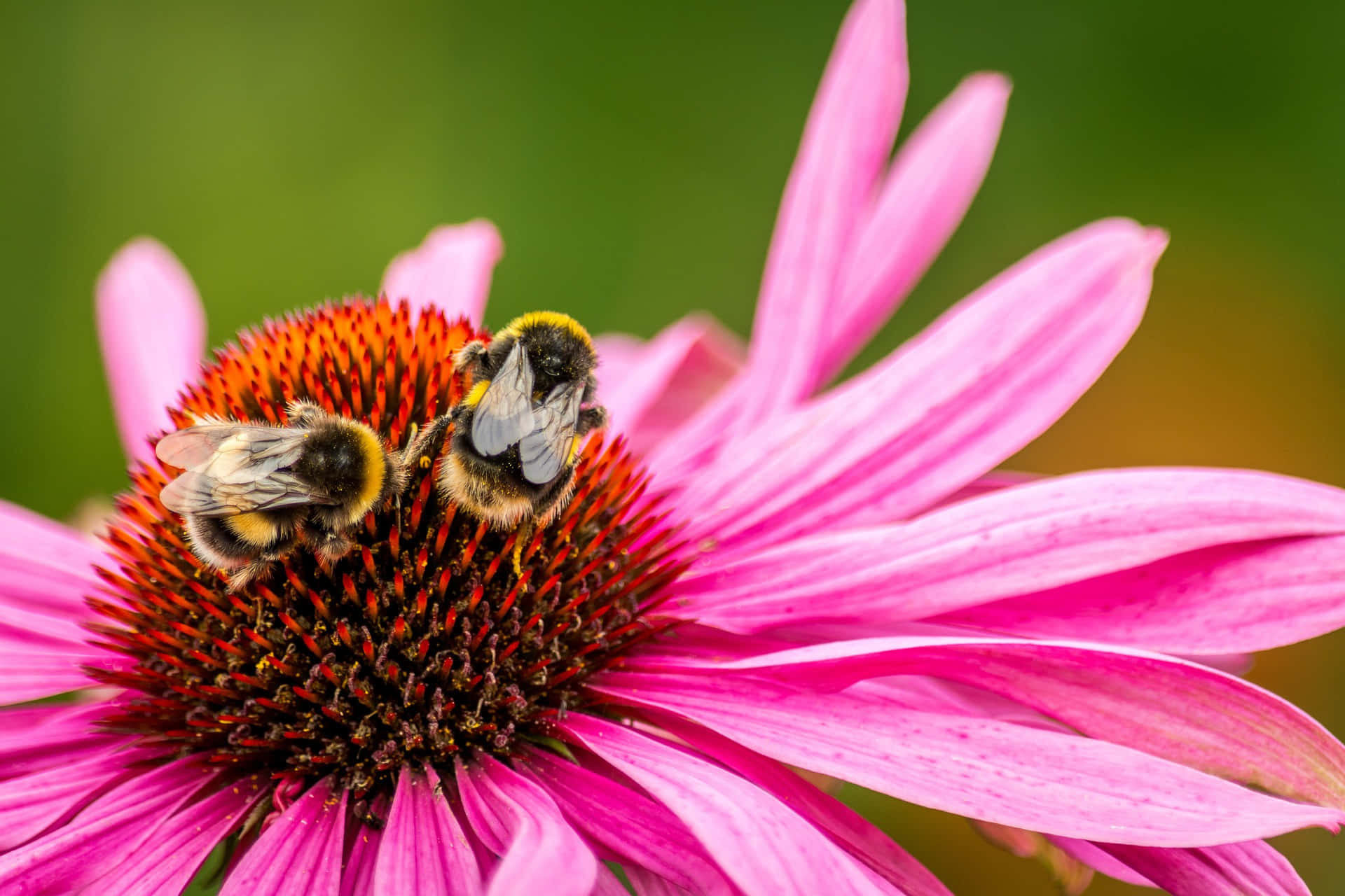 Spring Bees 桌布 壁紙 — 兩隻毛茸茸的大黃蜂正在鮮豔的粉紅色金光菊上勤奮地採集花粉，背景是模糊的綠色。