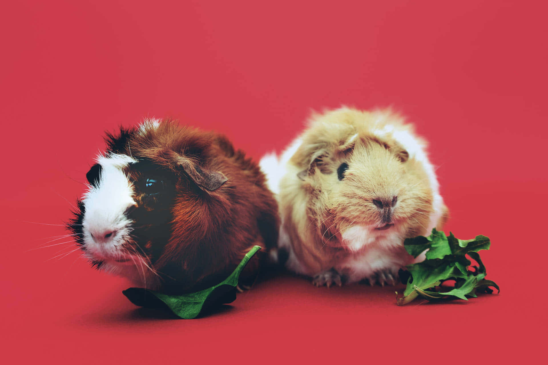 guinea pig 桌布 壁紙 — 兩隻毛茸茸的天竺鼠，一隻棕白色，另一隻奶油白色，並排坐在鮮紅色背景上，附近有綠色葉菜。