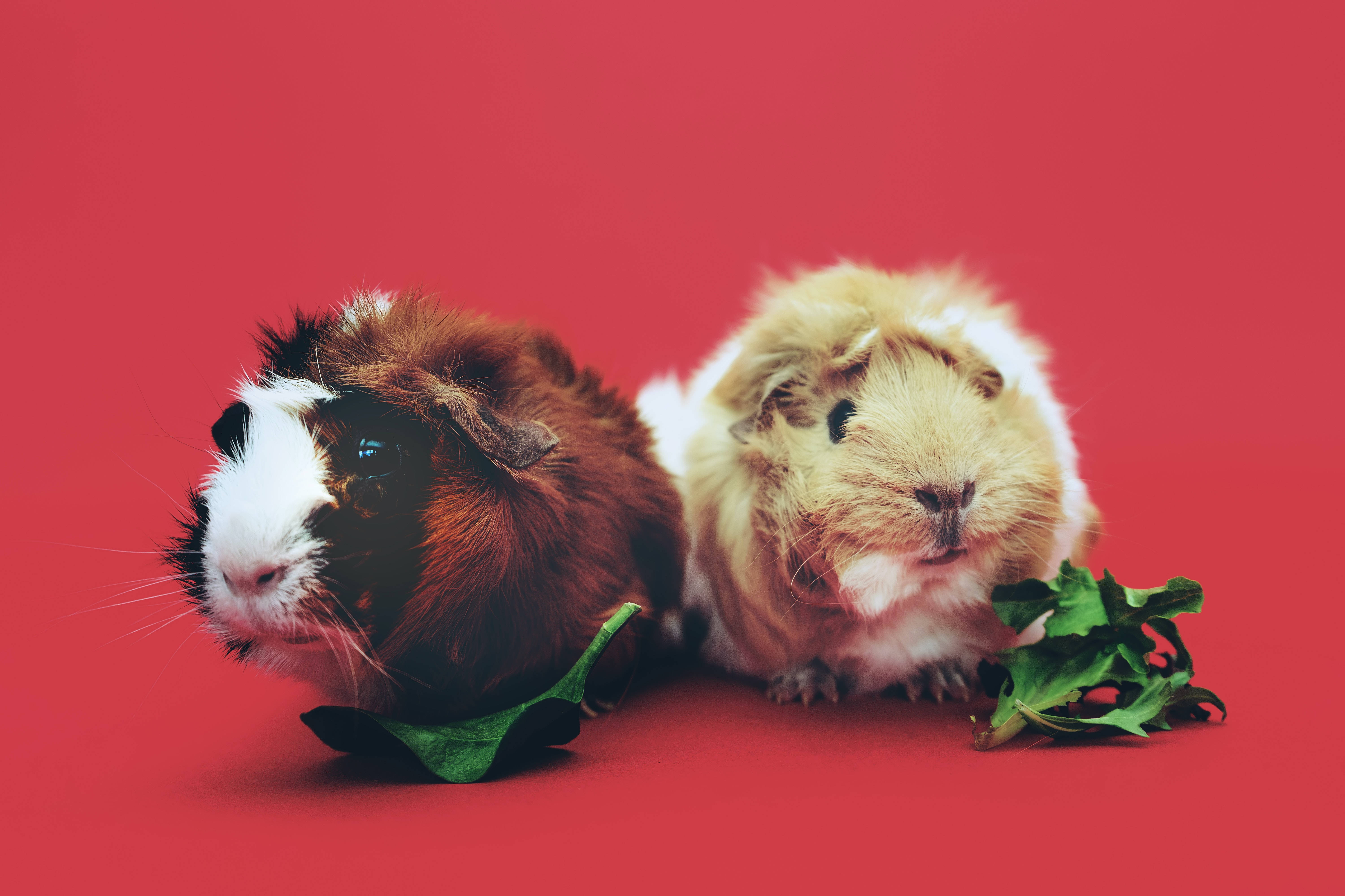 animals 桌布 壁紙 — 兩隻毛茸茸的天竺鼠，有棕色和奶油色的毛，並排坐在鮮紅色背景上，每隻附近都有一片綠色樹葉。