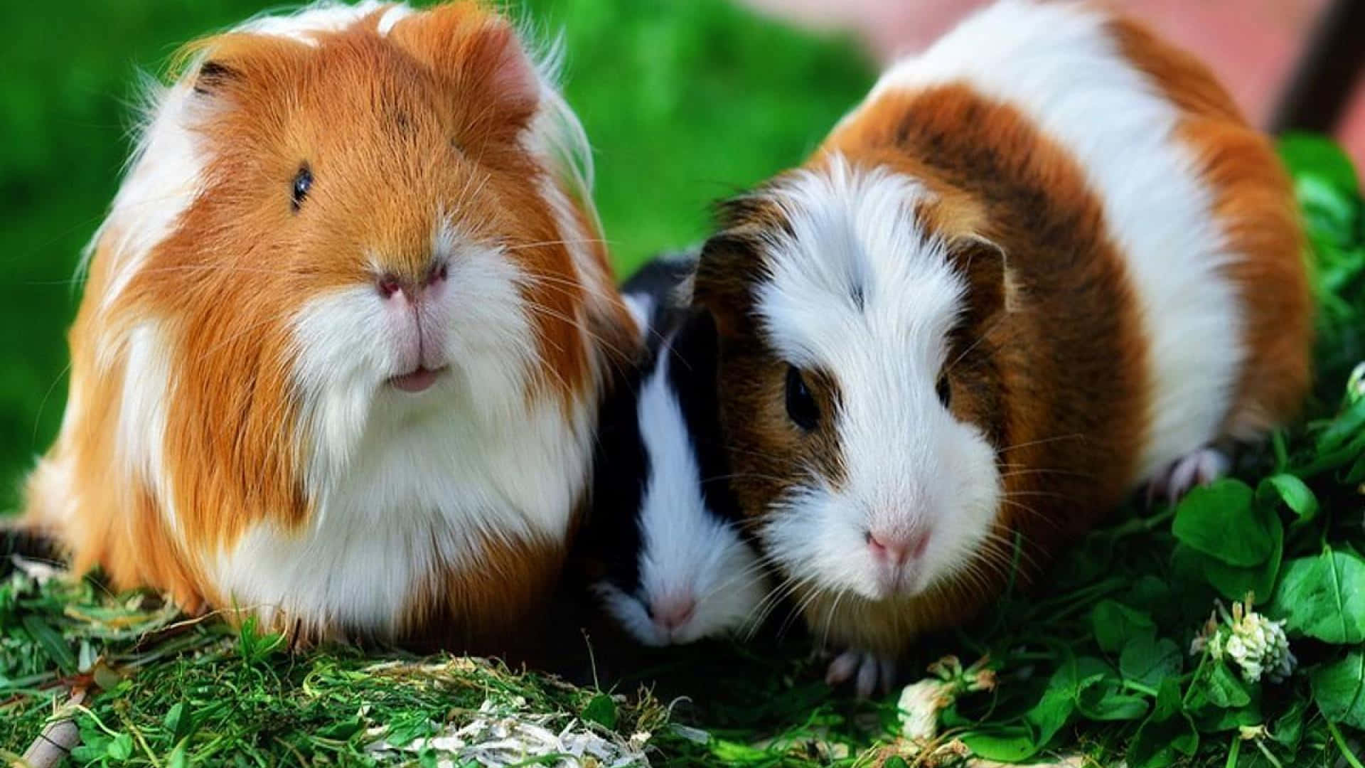 guinea pig 桌布 壁紙 — 兩隻毛茸茸的天竺鼠，有橙色、白色和黑色的毛，並排坐在充滿活力的綠色草地上。