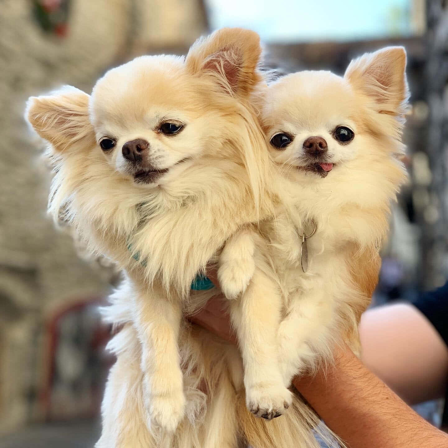Chihuahua 桌布 壁紙 — 兩隻毛茸茸的奶油色吉娃娃被捧在手中，其中一隻頑皮地伸出舌頭。