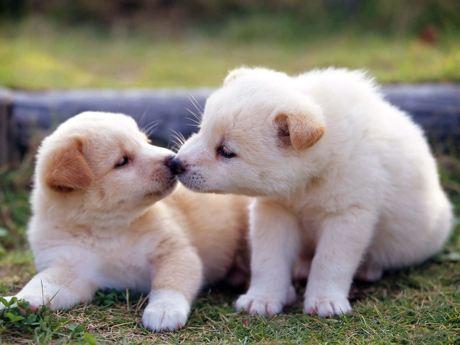 Cute Baby Animal 桌布 壁紙 — 兩隻毛茸茸的奶油色小狗在綠色草地上溫柔地碰鼻。