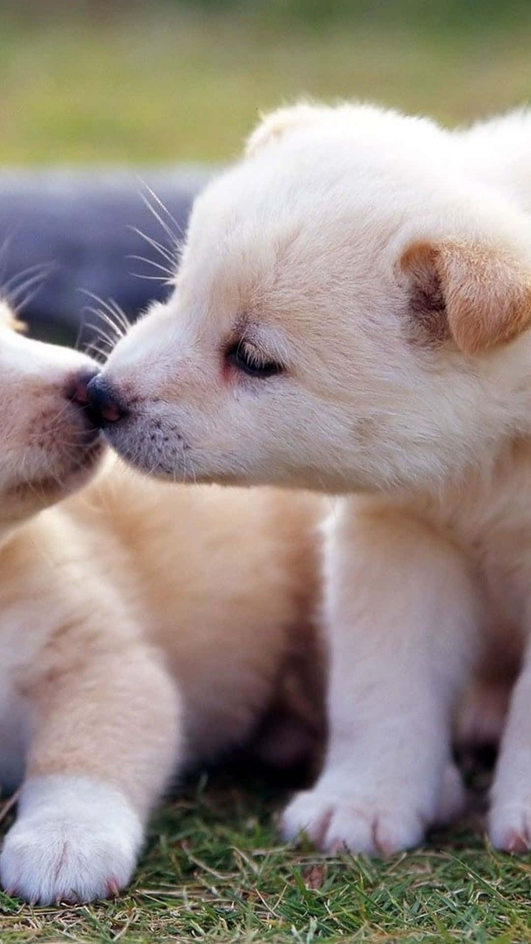 Cute Aesthetic Dog 桌布 壁紙 — 兩隻毛茸茸的奶油色小狗在綠草地上溫柔地碰鼻。