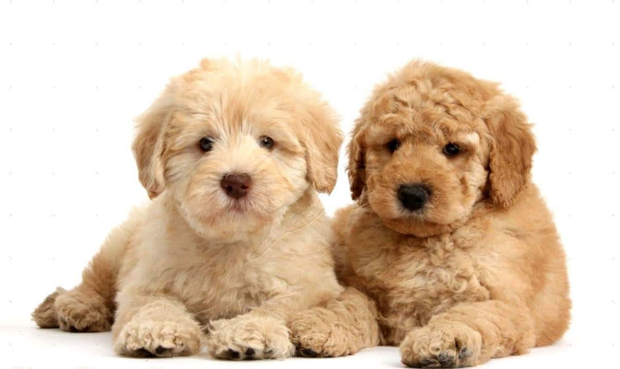 Goldendoodle 桌布 壁紙 — 兩隻毛茸茸的小狗，擁有捲曲的淺棕色和奶油色毛髮，並排坐在白色背景上，看著鏡頭。