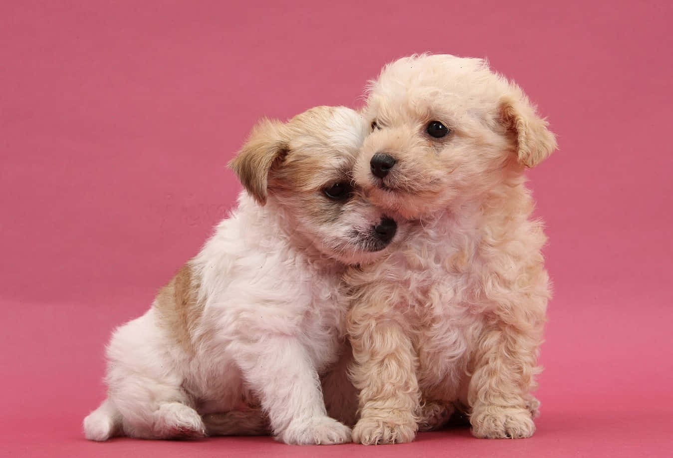 Puppies 桌布 壁紙 — 兩隻毛茸茸的小狗，有著捲曲的奶油色和白色毛髮，緊緊依偎在純粉紅色背景前。