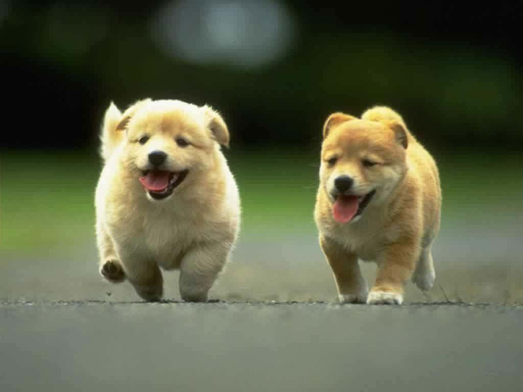 動物 桌布 壁紙 — 兩隻毛茸茸的小狗在鋪砌的小路上並肩快樂地奔跑，身後是模糊的綠植。