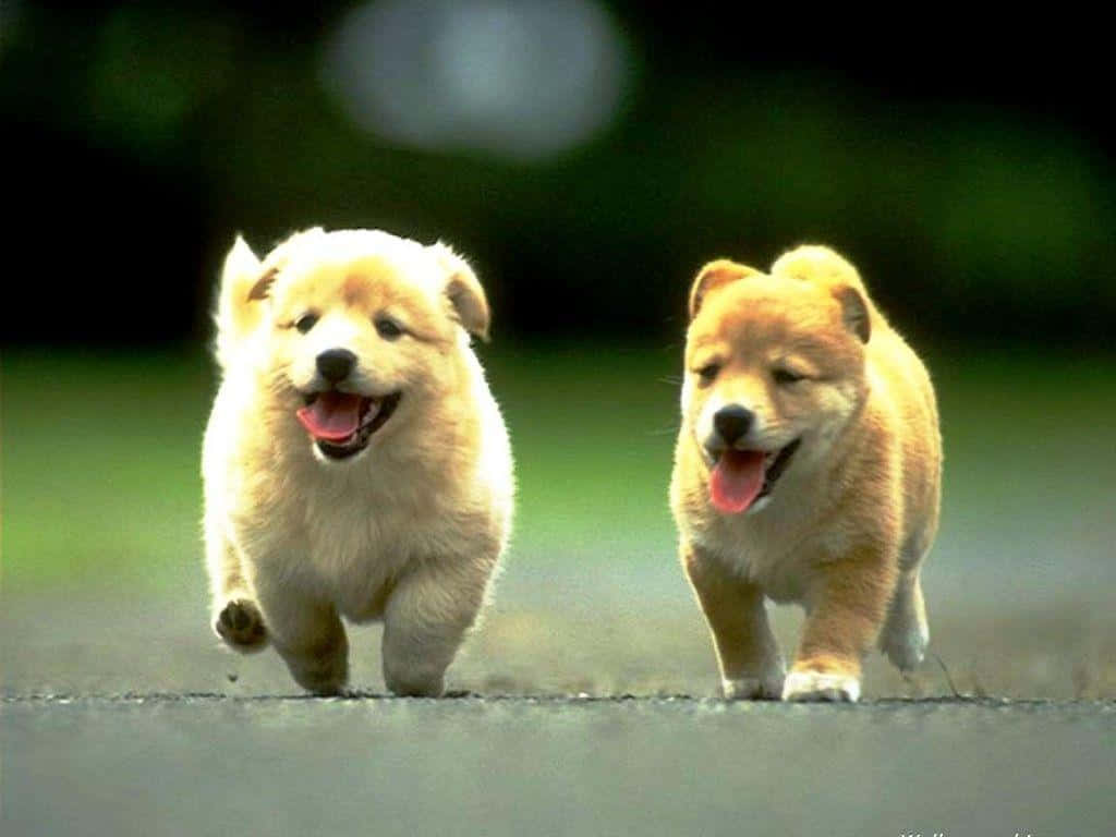 Cute Animals 桌布 壁紙 — 兩隻毛茸茸的小狗在鋪砌的小路上並肩快樂地奔跑，身後是模糊的綠植。