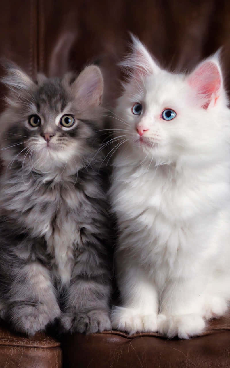 kittens 桌布 壁紙 — 兩隻毛茸茸的小貓，一灰一白，並排坐在棕色皮沙發上，睜著大大的好奇眼睛。
