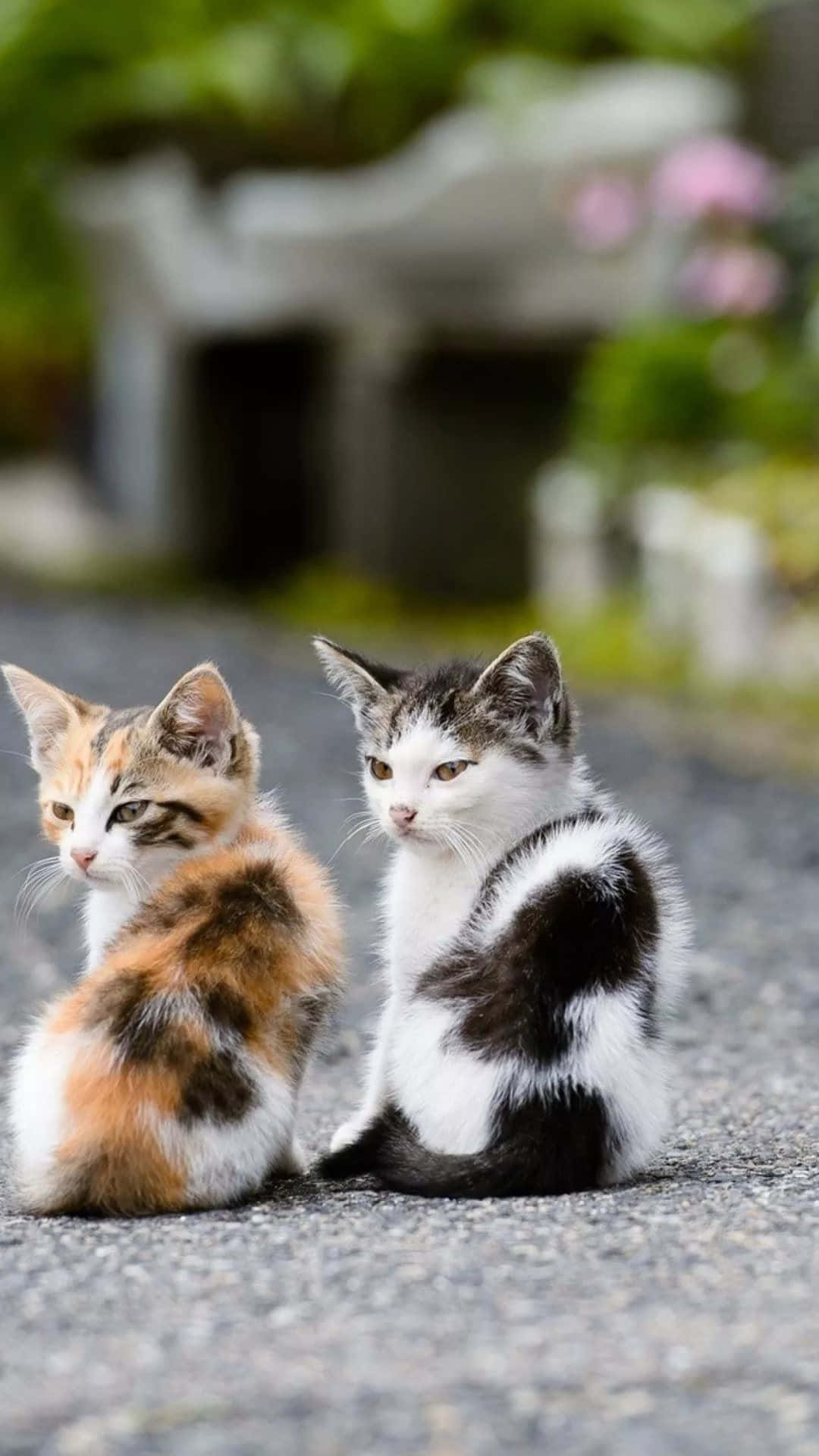 Beautiful Cats 桌布 壁紙 — 兩隻毛茸茸的小貓，一隻三色貓和一隻黑白貓，並排坐在碎石上，好奇地看著相機。