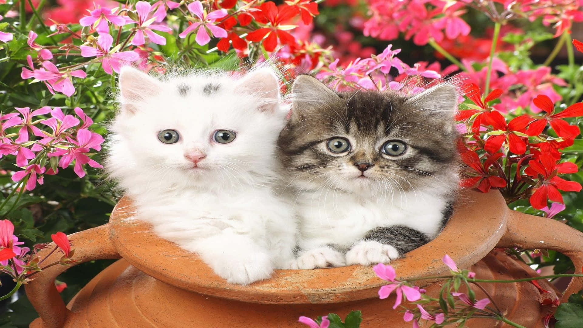 Kitten 桌布 壁紙 — 兩隻毛茸茸的小貓，一隻白色一隻虎斑，一起坐在一個被鮮豔粉紅色和紅色花朵包圍的赤陶花盆裡。
