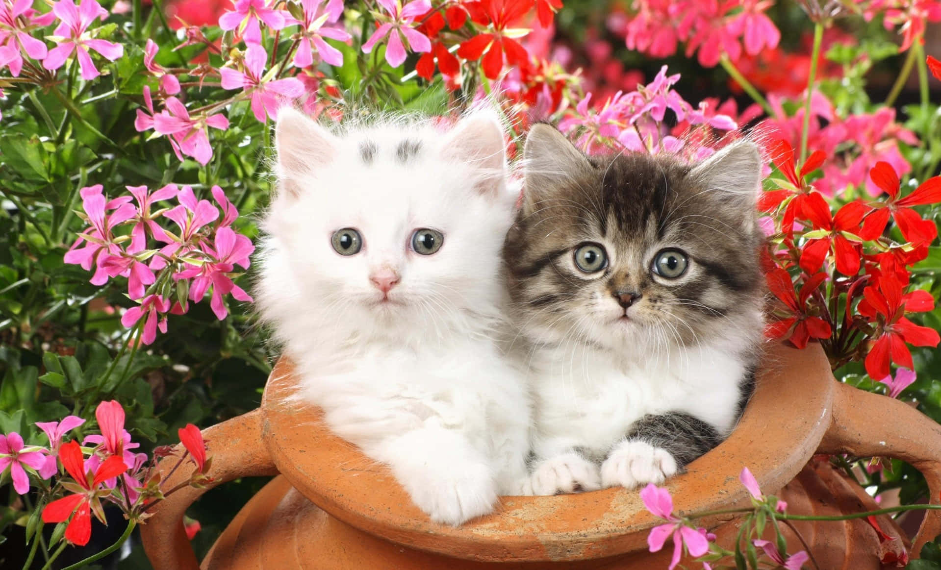 persian cat 桌布 壁紙 — 兩隻毛茸茸的小貓，一隻白色和一隻虎斑，一起坐在一個陶盆裡，周圍環繞著鮮豔的粉紅色和紅色花朵。