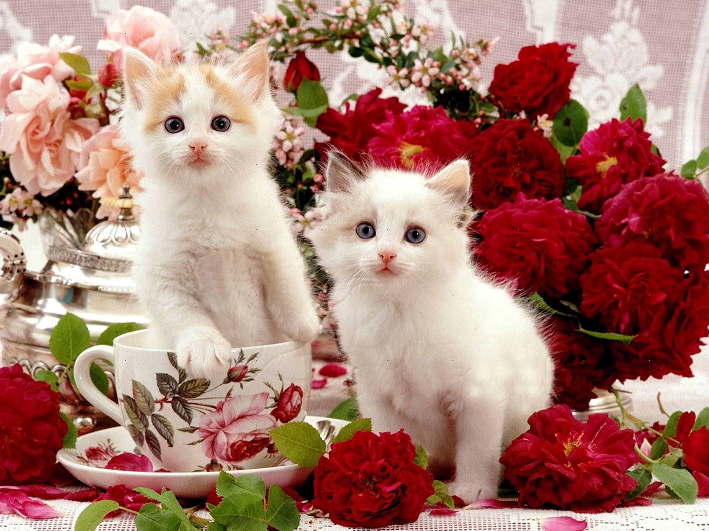 Beautiful Cats 桌布 壁紙 — 兩隻毛茸茸的小貓，一隻藍眼睛，另一隻棕眼睛，坐在花卉茶杯擺設中鮮豔的紅玫瑰和粉紅玫瑰之間。