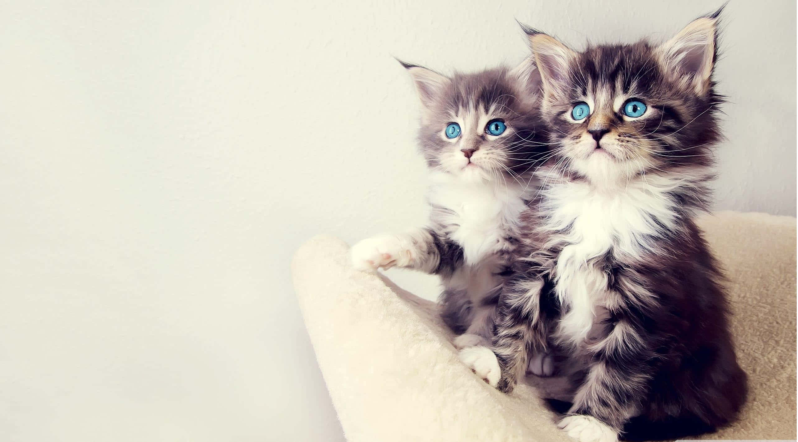 Cute Cat 桌布 壁紙 — 兩隻毛茸茸的小貓，有著引人注目的藍色眼睛，並排坐在柔軟的米色表面上，背景是一面素牆。