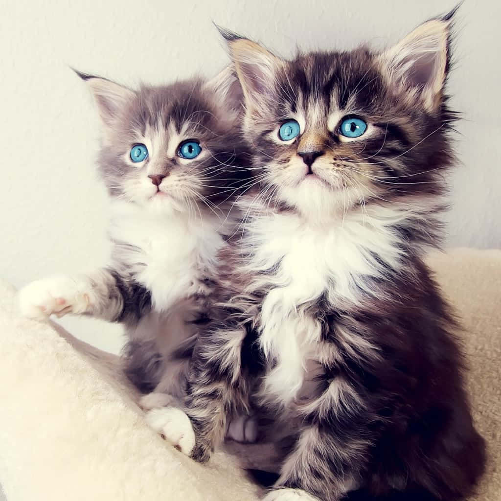 kittens 桌布 壁紙 — 兩隻毛茸茸的小貓咪，擁有引人注目的藍色眼睛，並排坐在柔軟的米色表面上，天真好奇地向上凝視。