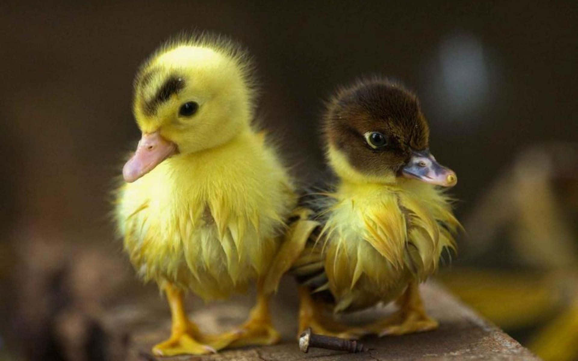 Cute Duck 桌布 壁紙 — 兩隻毛茸茸的小鴨，一隻黃色一隻棕色，並排站在木質表面上，背景柔和模糊。