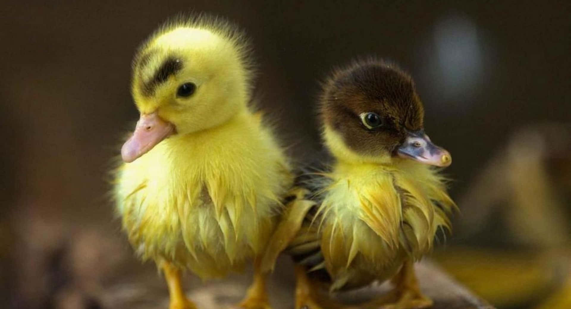 Cute Duck 桌布 壁紙 — 兩隻毛茸茸的小鴨，一隻黃色一隻棕色，靠在一起，背景柔和。