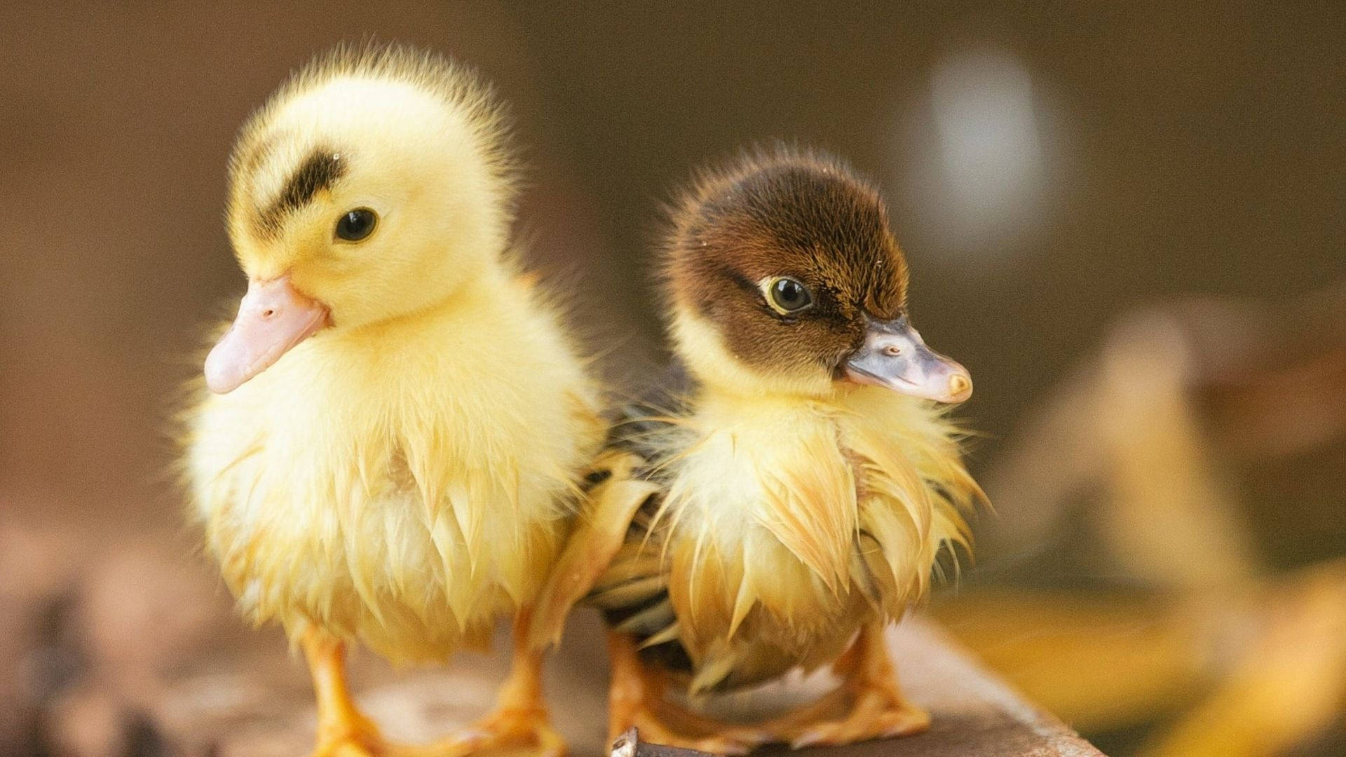 Baby Duck 桌布 壁紙 — 兩隻毛茸茸的小鴨，一黃一棕，並排站在木質表面上，背景柔和模糊。