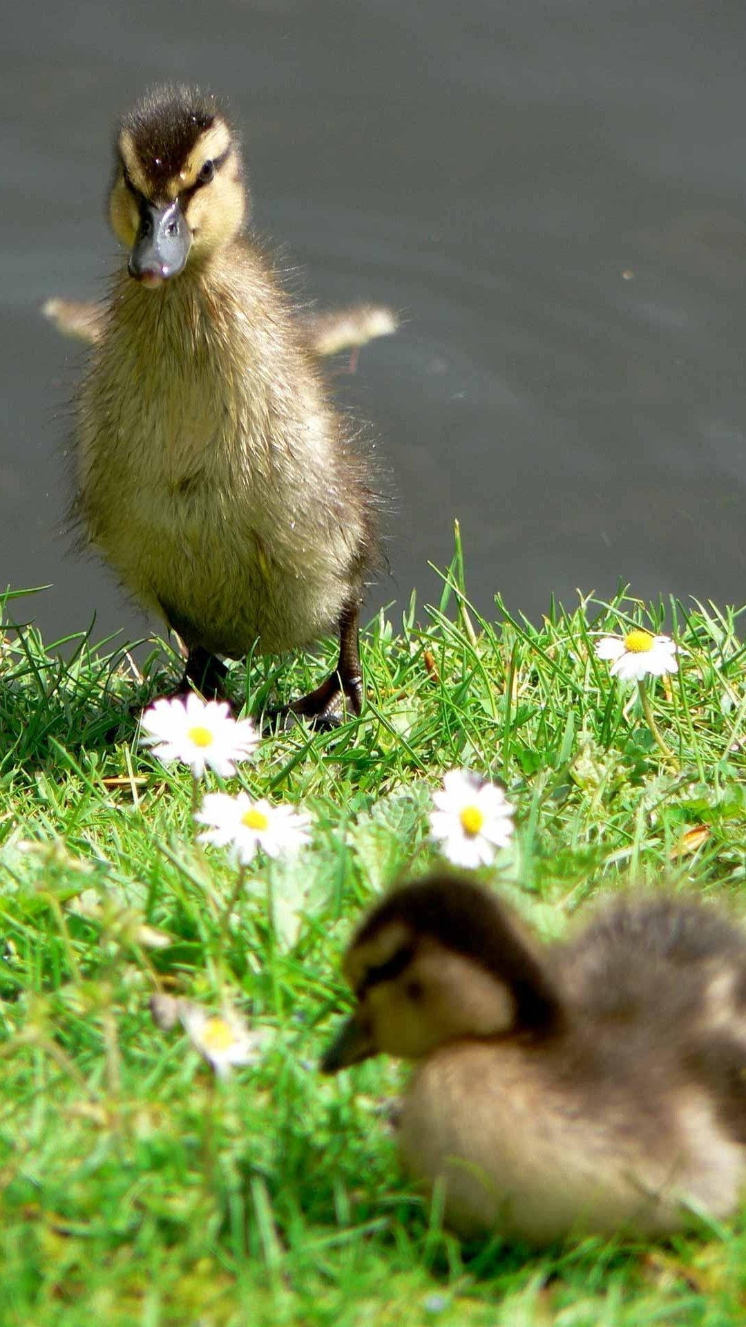 Baby Duck 桌布 壁紙 — 兩隻毛茸茸的小鴨站立和坐在生機勃勃的綠草上，草地上點綴著白色雛菊，附近有平靜的水面。