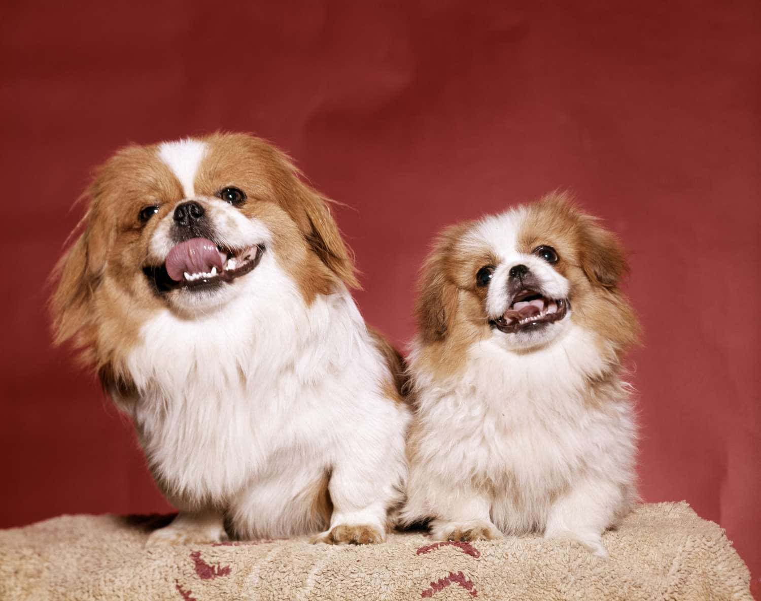 Pekingese 桌布 壁紙 — 兩隻毛茸茸的日本狆狗，有棕色和白色的毛，開心地坐在有紋理的地毯上，背景是深紅色。