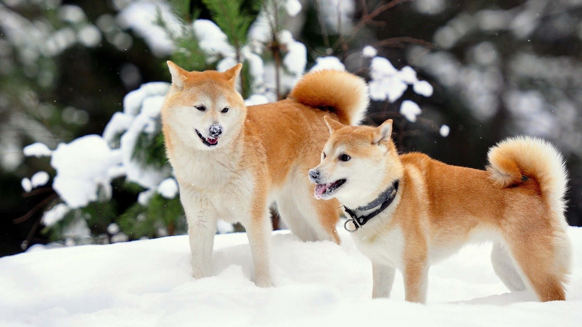 Dog Aesthetic 桌布 壁紙 — 兩隻毛茸茸的柴犬在新雪中警覺地站立，身後是灑滿雪的松樹。