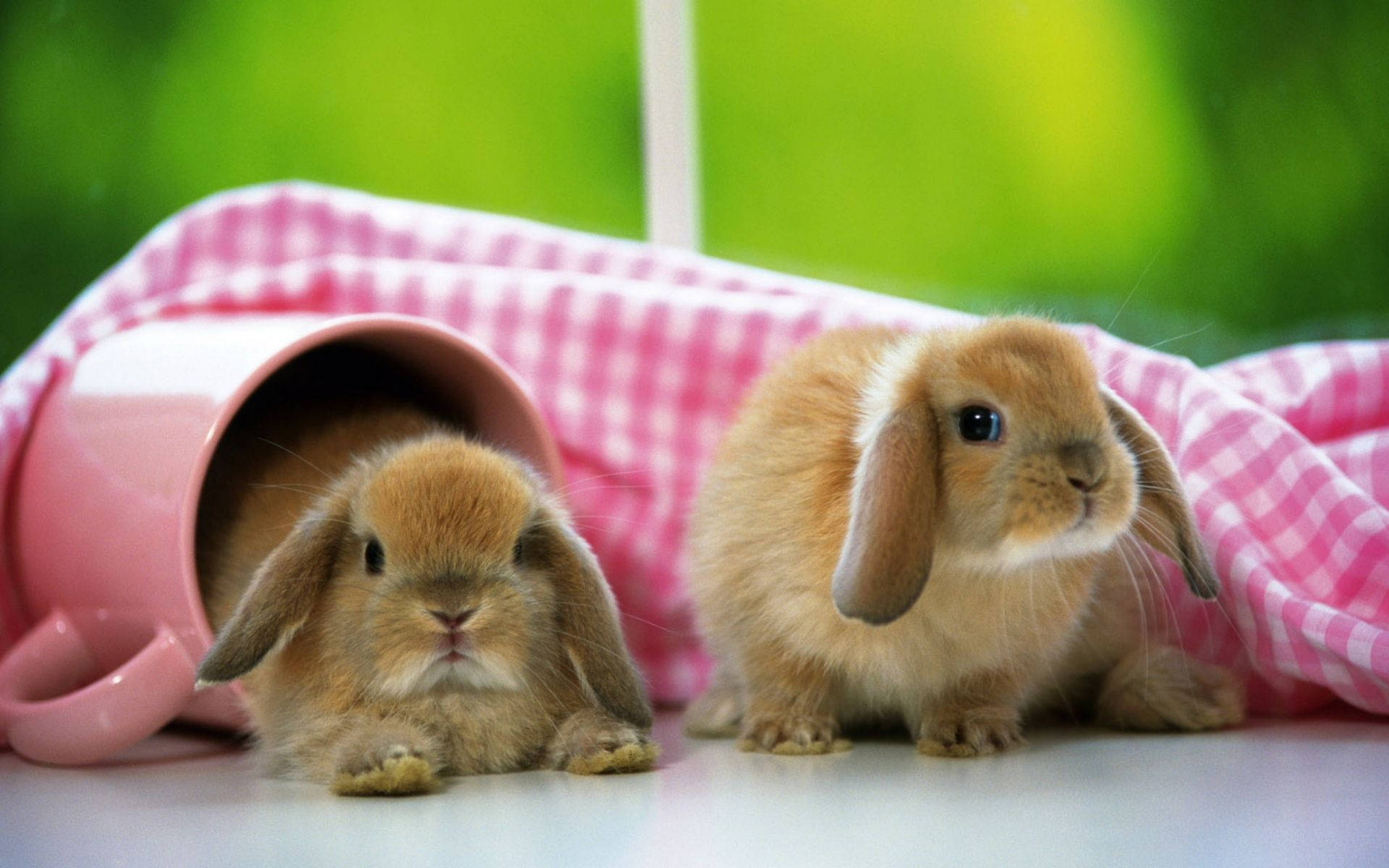 幼年動物 桌布 壁紙 — 兩隻毛茸茸的棕色垂耳兔坐在粉紅色馬克杯旁邊，放在格紋布上，背景是鮮豔的綠色。