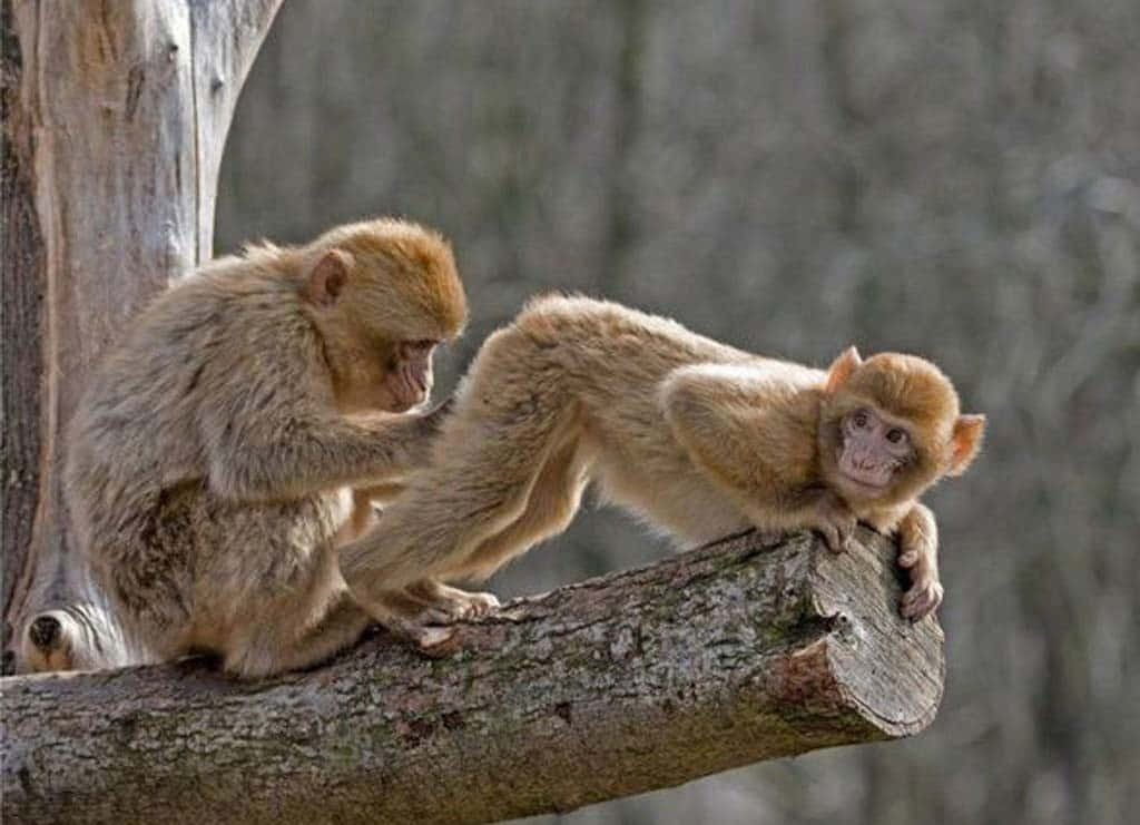 Funny Monkey 桌布 壁紙 — 兩隻毛茸茸的棕色猴子在風化的樹枝上互動，一隻為另一隻梳理毛髮，同時保持警覺。