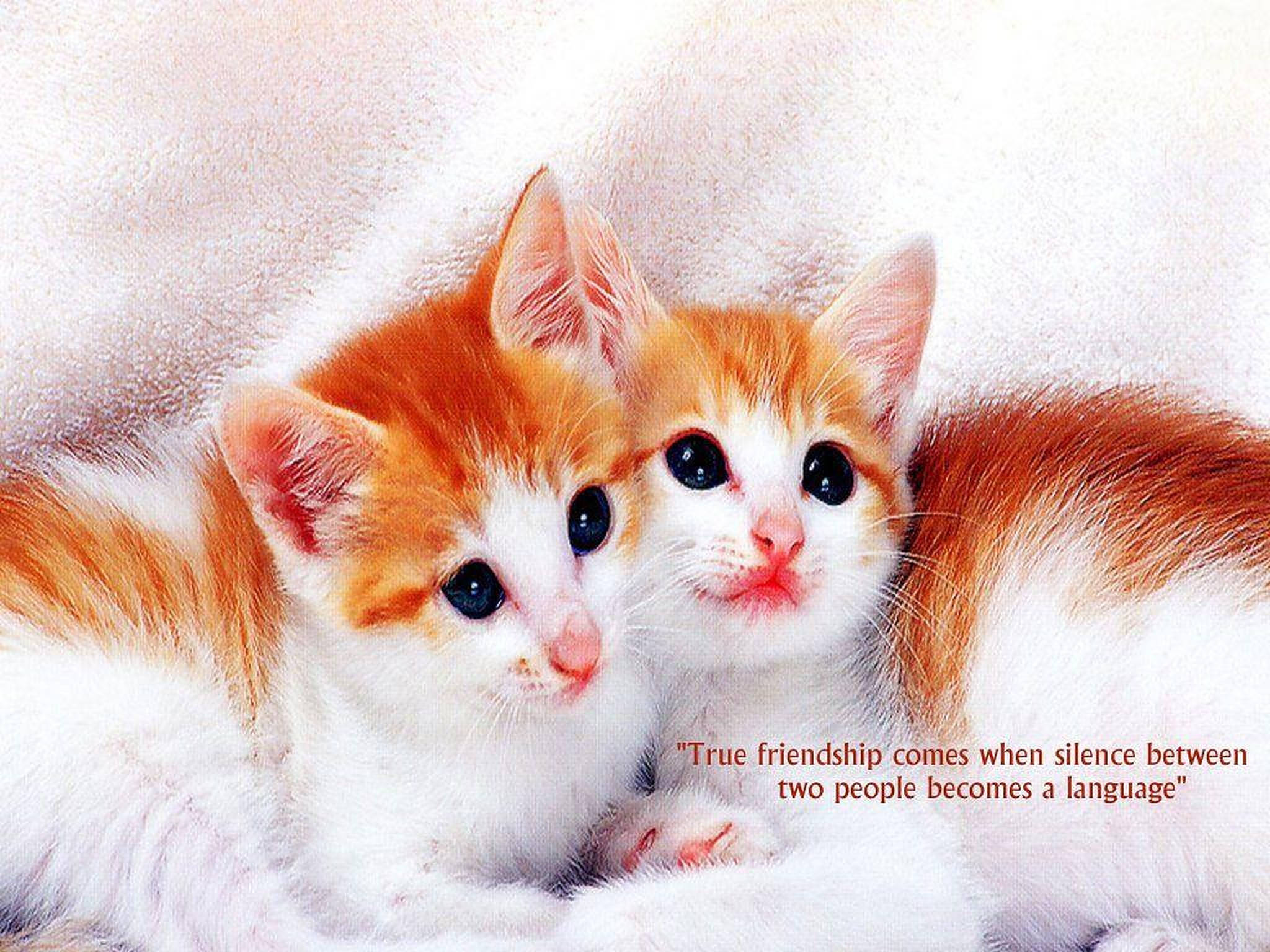 Friendship Quotes 桌布 壁紙 — 兩隻毛茸茸的橘色和白色小貓咪在柔軟的白色表面上緊緊依偎，並附有一句關於友誼的名言。