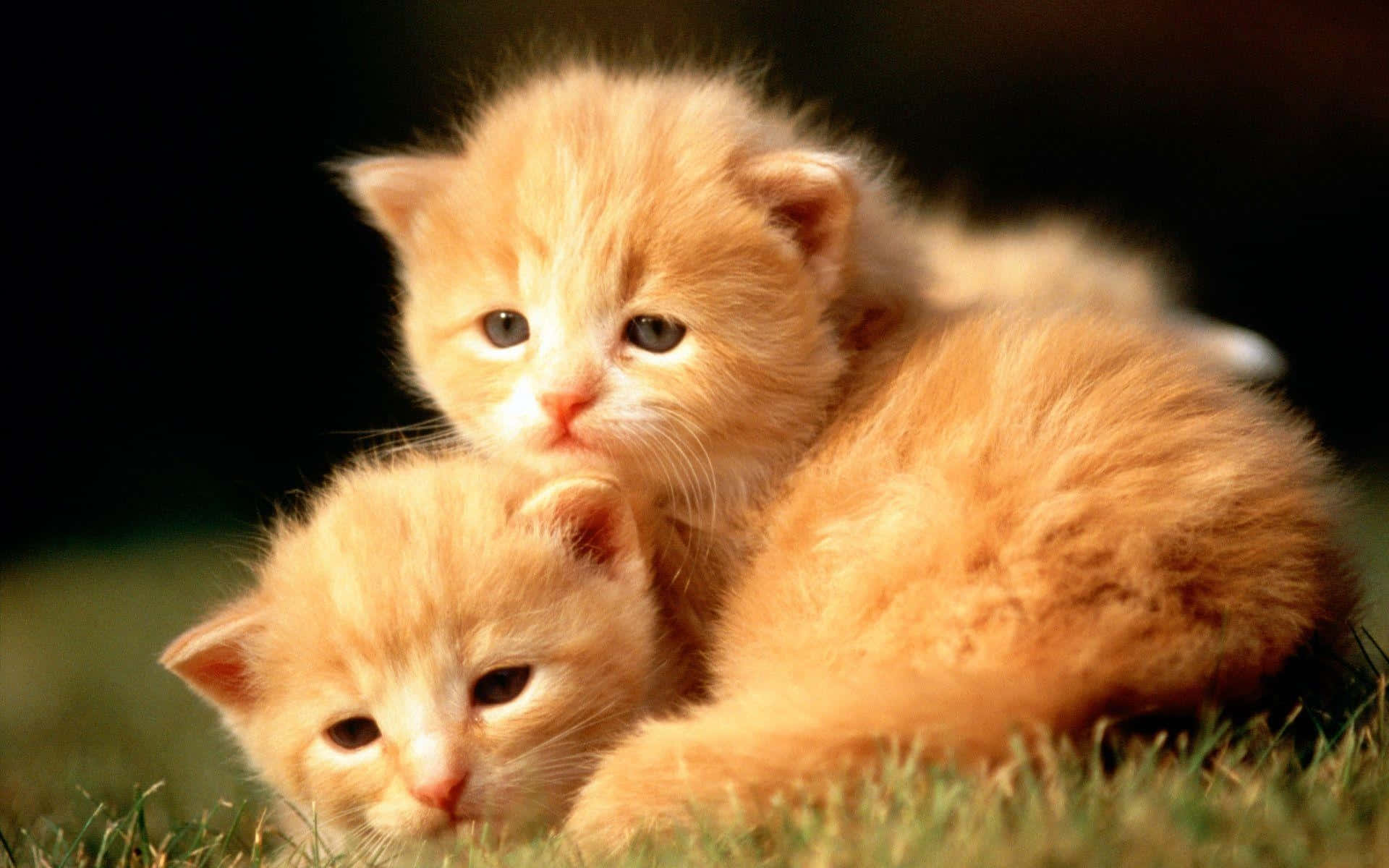 Cute Baby Animals 桌布 壁紙 — 兩隻毛茸茸的橘色小貓在溫暖陽光下，於草地上依偎在一起，背景帶有柔和散景效果。