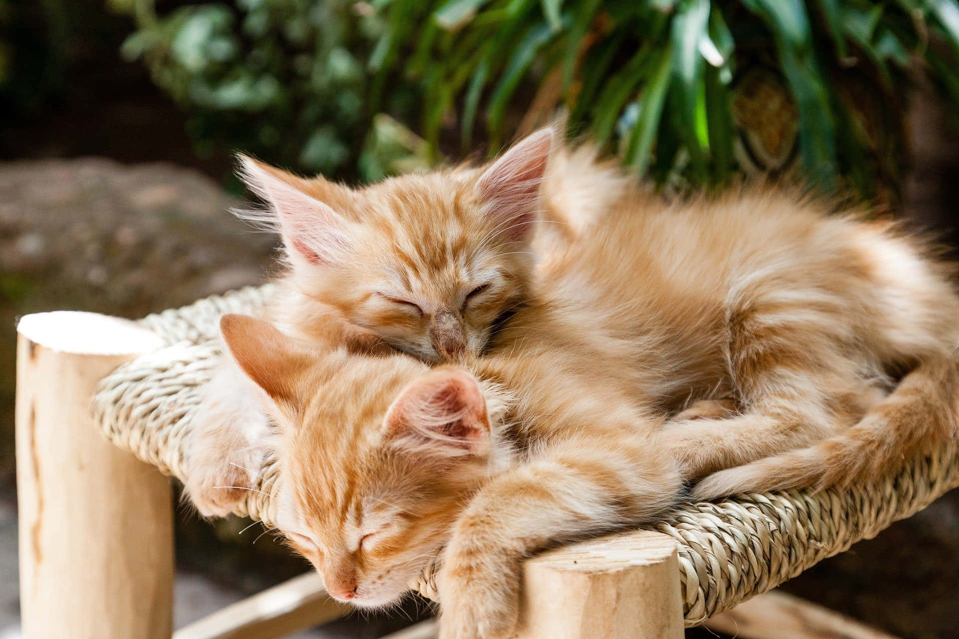Kitten 桌布 壁紙 — 兩隻毛茸茸的橘色小貓在編織木長凳上纏繞著安詳地睡覺，周圍是茂密的綠植。