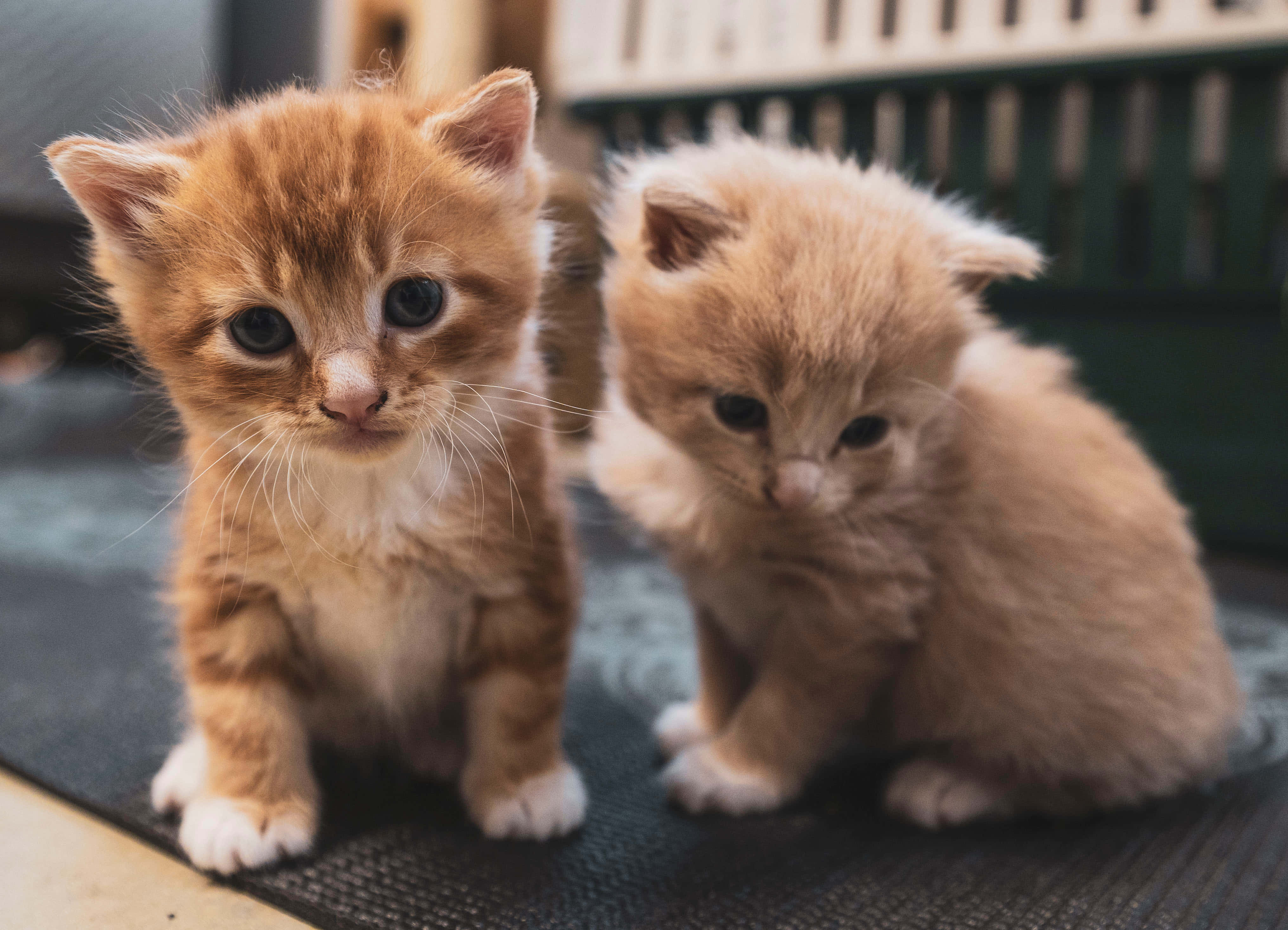 kittens 桌布 壁紙 — 兩隻毛茸茸的橙色小貓並排坐在深色墊子上，一隻看著相機，另一隻向下凝視