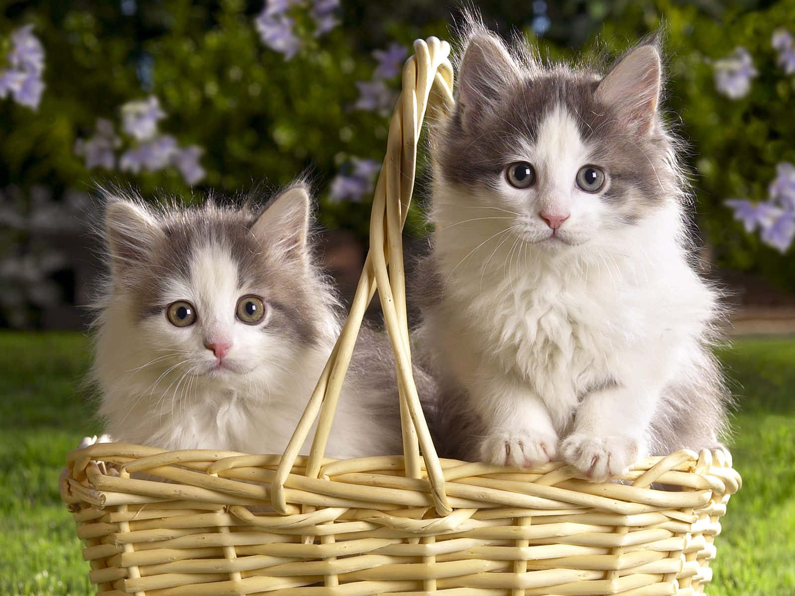 Siberian Cat 桌布 壁紙 — 兩隻毛茸茸的灰白色小貓好奇地坐在綠色草地上的一個編織籃子裡，身後有紫色花朵。