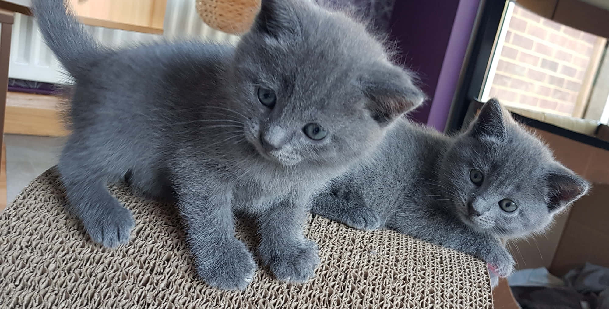 Chartreux 桌布 壁紙 — 兩隻毛茸茸的灰色小貓，有著明亮的藍色眼睛，好奇地棲息在窗邊一個有紋理的抓柱上。