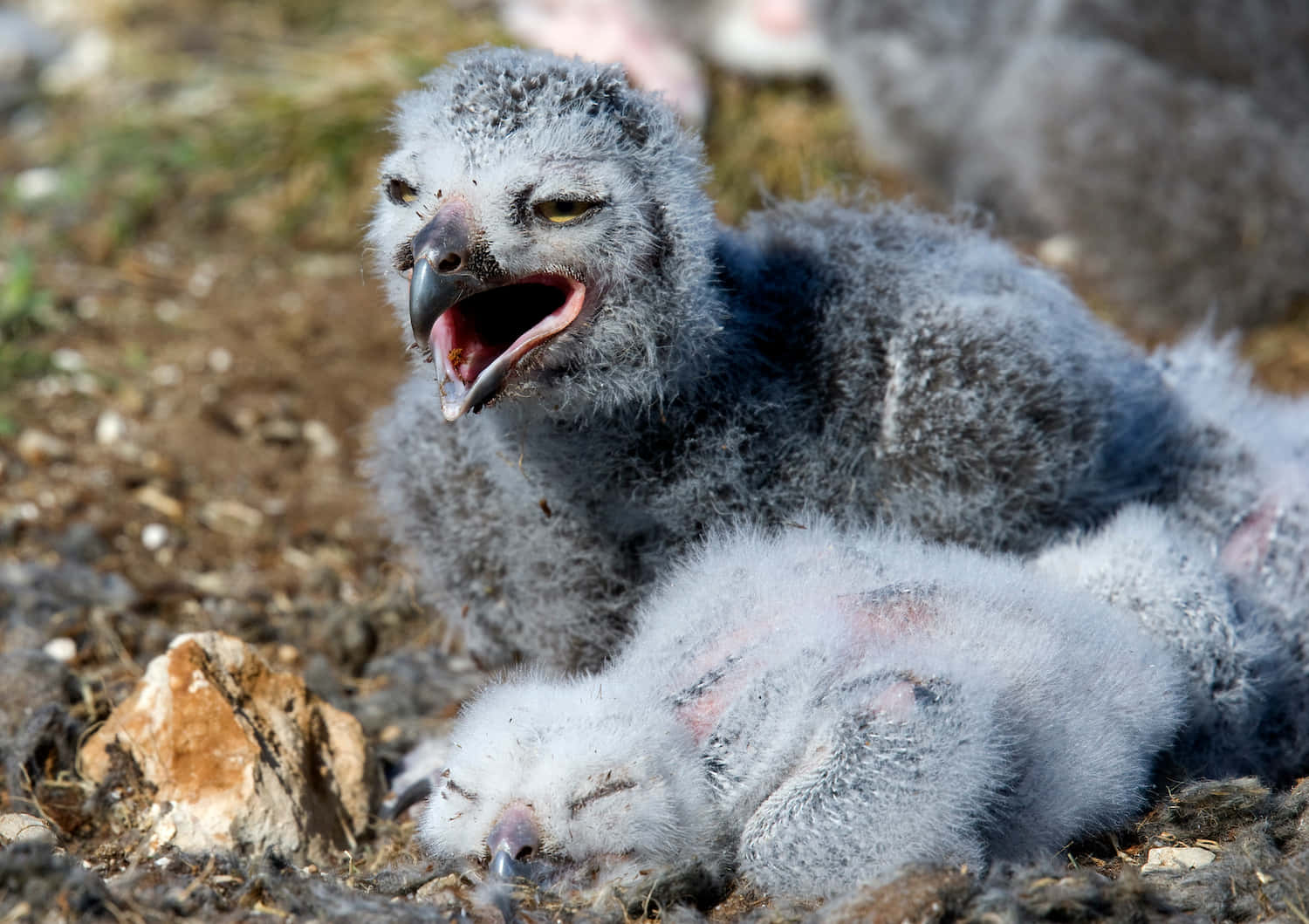 Snowy Owl 桌布 壁紙 — 兩隻毛茸茸的灰色小鳥，一隻在岩石地上張大嘴巴打哈欠，另一隻在旁邊安詳地睡覺。